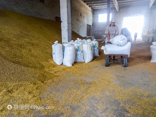 俄罗斯Elitnyy村2017年8月日储存大量麦和小在向消费者交付粮食之前储存谷物大量麦和小