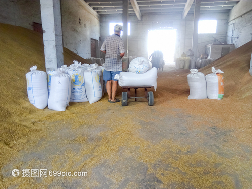 俄罗斯Elitnyy村2017年8月日储存大量麦和小在向消费者交付粮食之前储存谷物大量麦和小